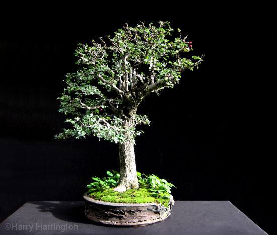 hawthorn bonsai